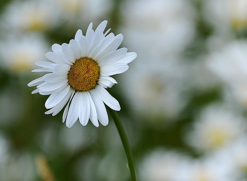 Blume D31_1611 Kopie.jpg   26.04.jpg